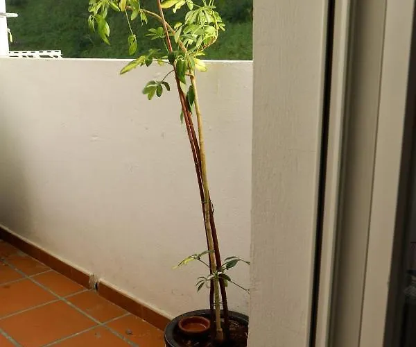 아파트 Casa Mj 베하르